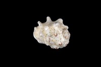 藏品(黃齒岩螺)的圖片